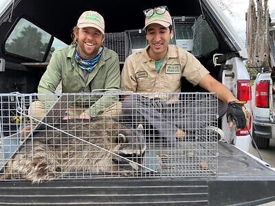 Birmingham raccoon trapping